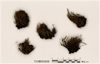 藏品(南亞曲柄苔)的圖片